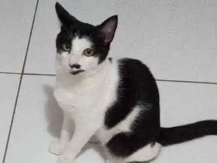 Gato ra a SRD idade 2 a 6 meses nome Zé Bonitinho