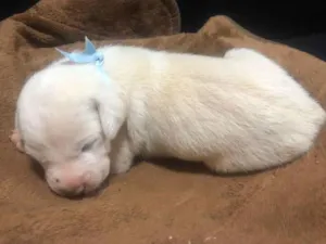 Cachorro raça Sem raça definida idade Abaixo de 2 meses nome Sem nome