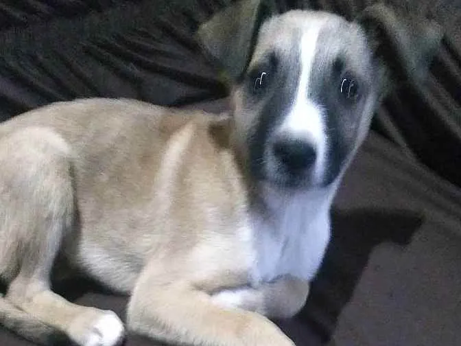 Cachorro ra a Desconhecido idade 2 a 6 meses nome Sem nome