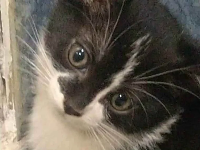 Gato raça SRD idade 2 a 6 meses nome Sem nome