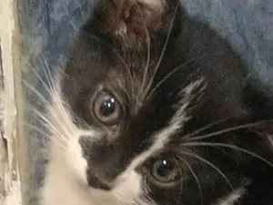 Gato raça SRD idade 2 a 6 meses nome Sem nome