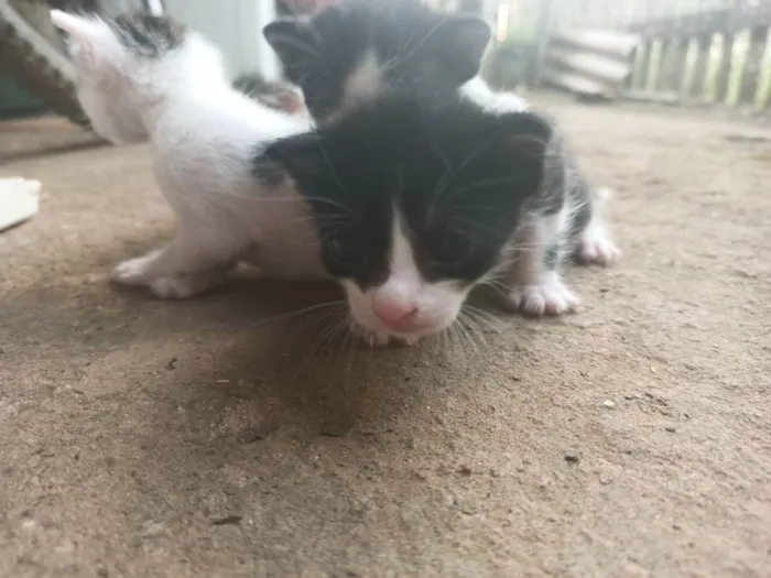 Gato ra a Gato idade Abaixo de 2 meses nome Não tem nome 