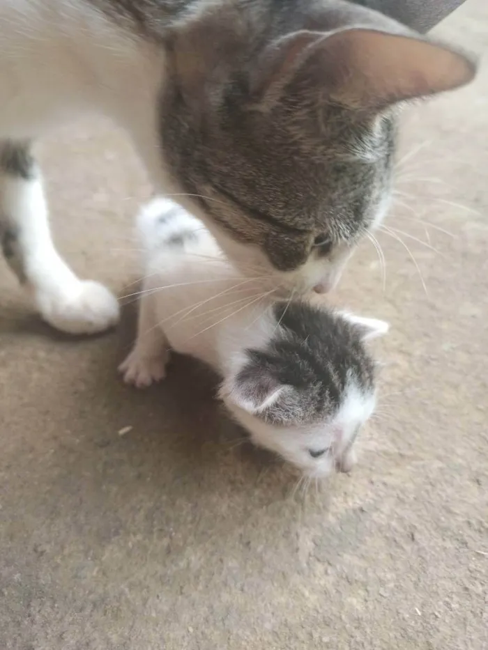 Gato ra a Gato idade Abaixo de 2 meses nome Não tem nome 