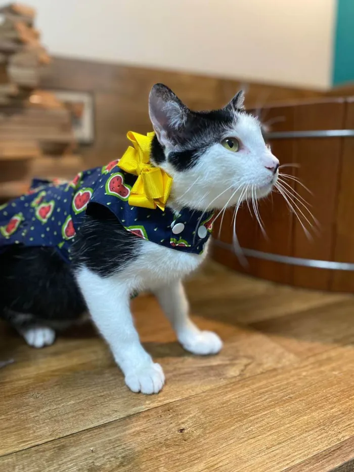 Gato ra a SRD idade 2 anos nome Greta