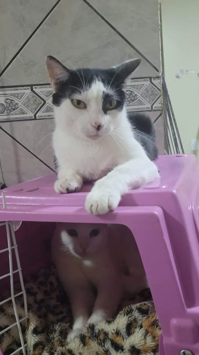 Gato ra a SRD idade 2 anos nome Greta