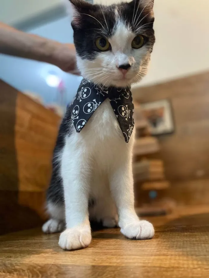 Gato ra a SRD idade 2 a 6 meses nome NICO