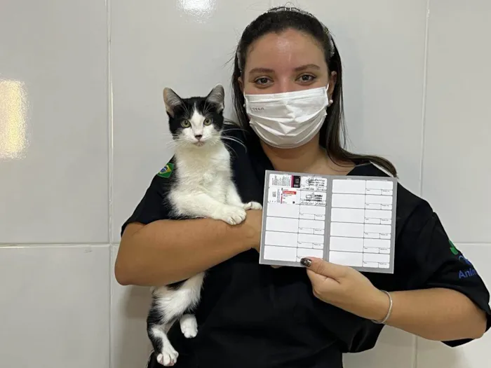 Gato ra a SRD idade 2 a 6 meses nome NICO