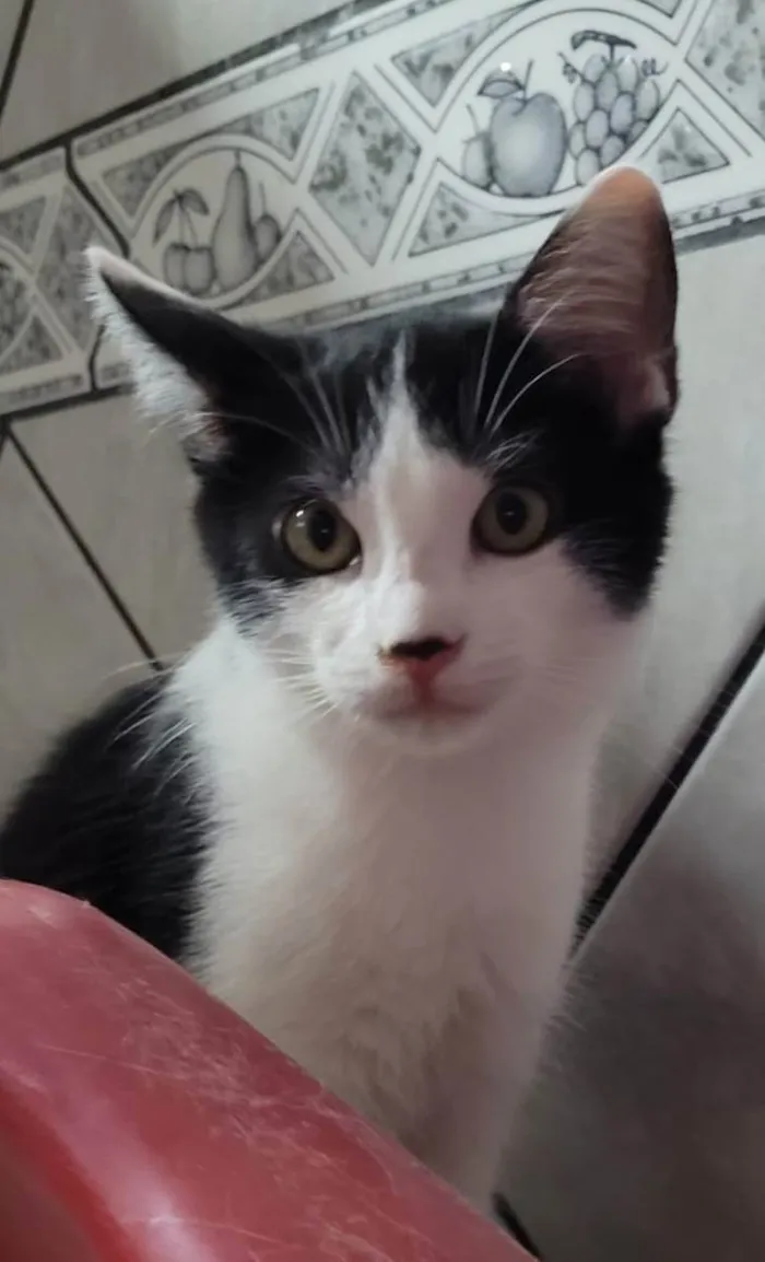 Gato ra a SRD idade 2 a 6 meses nome NICO