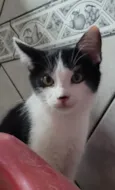 NICO