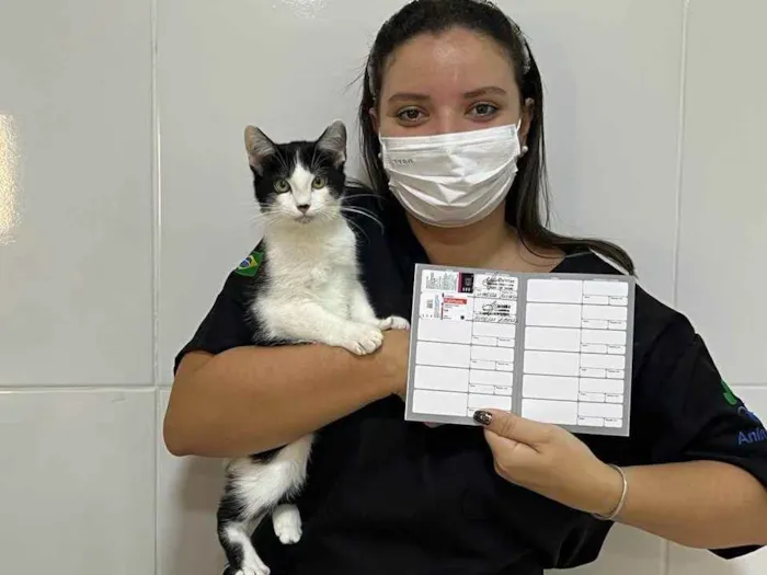 Gato ra a SRD idade 2 a 6 meses nome NICO
