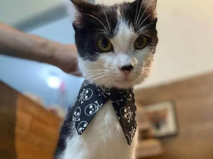 Gato ra a SRD idade 2 a 6 meses nome NICO
