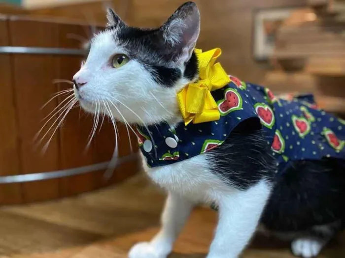 Gato ra a SRD idade 2 anos nome Greta