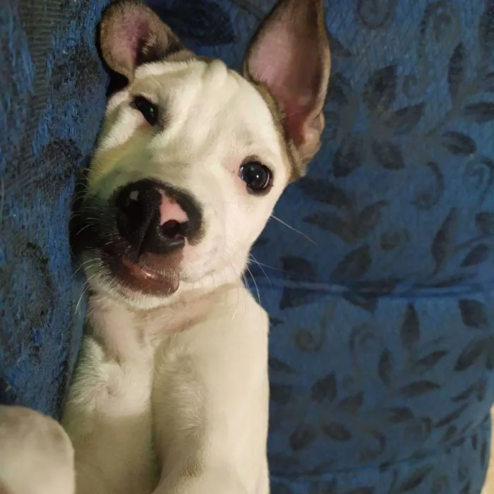 Cachorro ra a Vira lata idade 1 ano nome Bingo