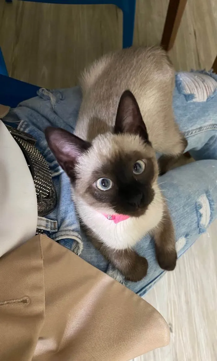 Gato ra a Sem raça  idade 2 a 6 meses nome Jackie e Moon