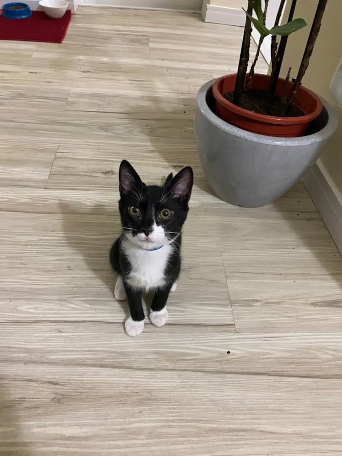 Gato ra a Sem raça  idade 2 a 6 meses nome Jackie e Moon