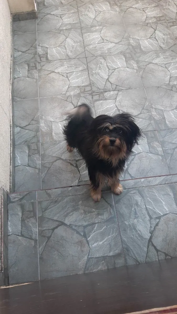 Cachorro ra a Vira lata idade 7 a 11 meses nome Maia julia