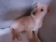Brenda