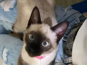 Gato raça Sem raça  idade 2 a 6 meses nome Jackie e Moon