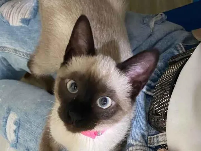 Gato ra a Sem raça  idade 2 a 6 meses nome Jackie e Moon