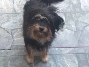 Cachorro raça Vira lata idade 7 a 11 meses nome Maia julia