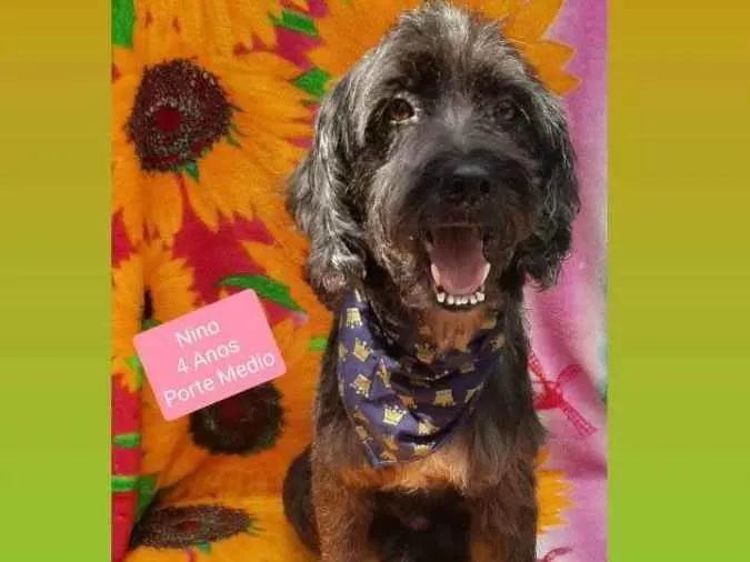 Cachorro raça Srd idade 4 anos nome Nino 