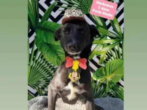 Cachorro raça Srd idade 2 anos nome Markinhos 