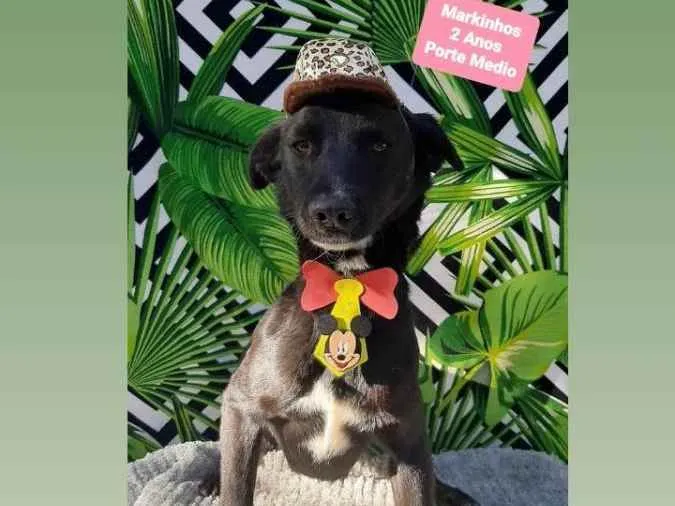 Cachorro raça Srd idade 2 anos nome Markinhos 
