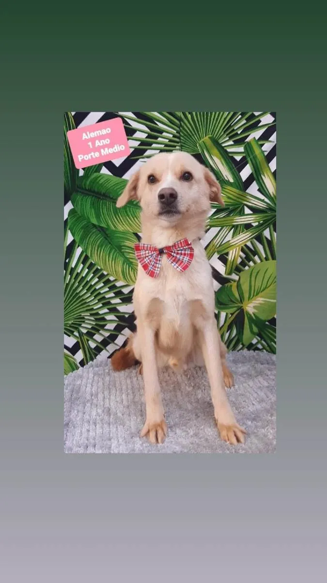 Cachorro raça Srd idade 1 ano nome Alemão 