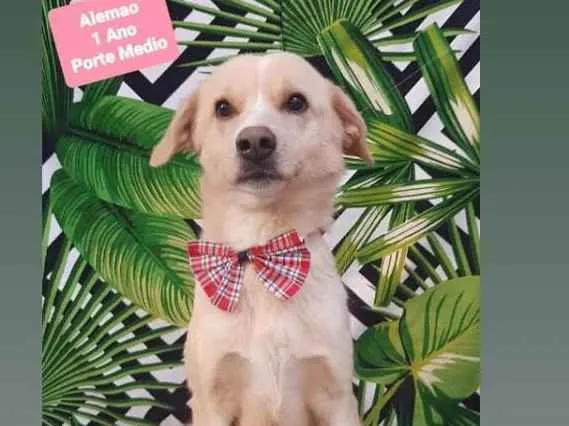 Cachorro raça Srd idade 1 ano nome Alemão 