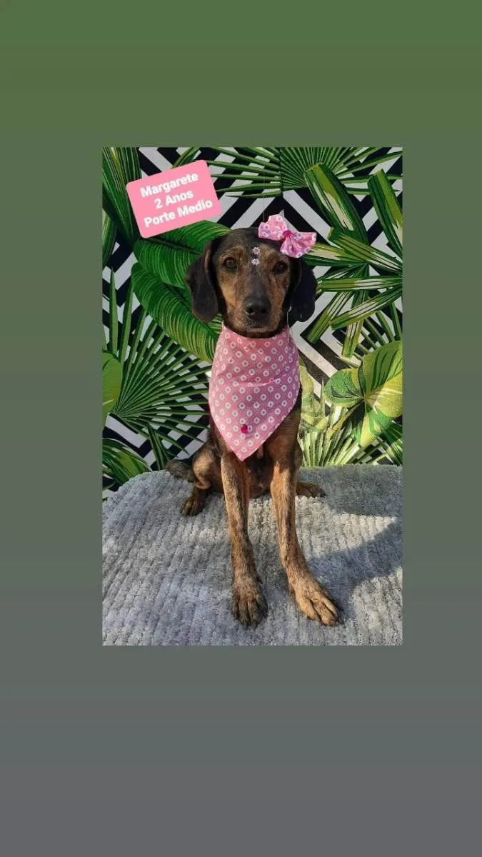 Cachorro raça Srd idade 2 anos nome Margarete 