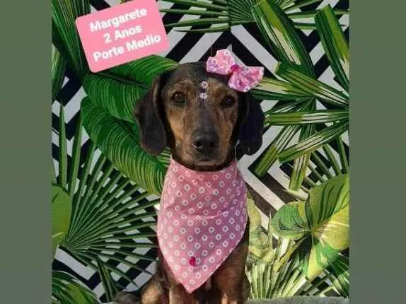 Cachorro raça Srd idade 2 anos nome Margarete 