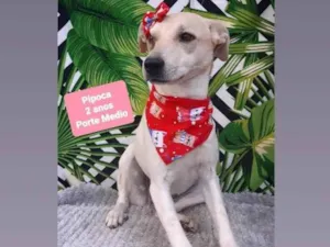 Cachorro raça Srd idade 2 anos nome Pipoca 