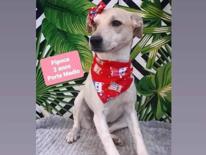 Cachorro raça Srd idade 2 anos nome Pipoca 