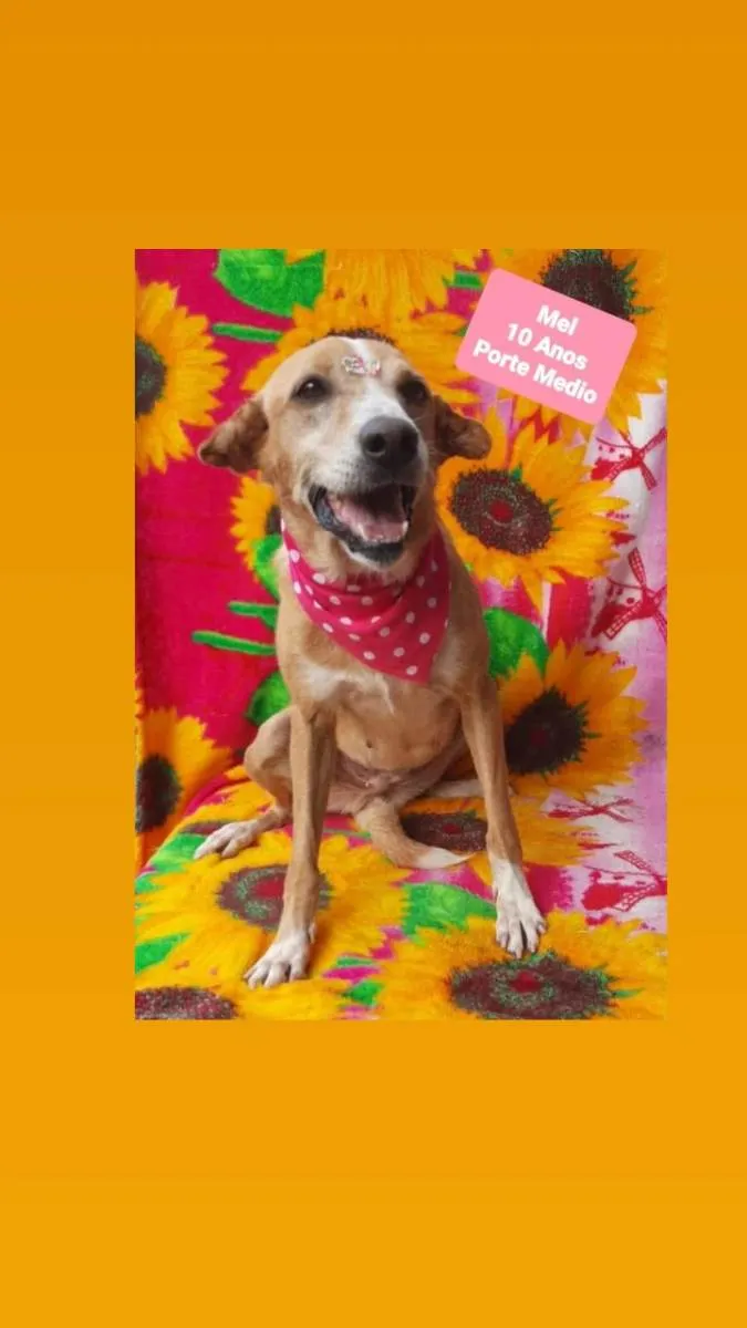 Cachorro raça Srd idade 6 ou mais anos nome Mel 