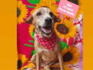 Cachorro raça Srd idade 6 ou mais anos nome Mel 