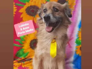 Cachorro raça Srd idade 6 ou mais anos nome Lobinho