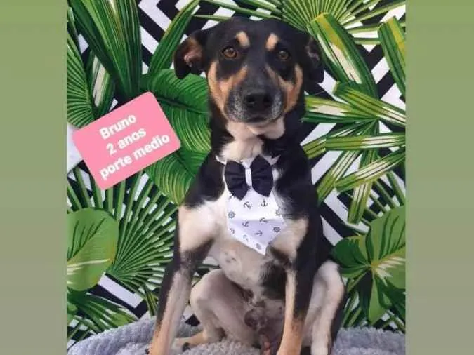 Cachorro raça Srd idade 2 anos nome Bruno 