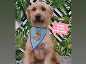 Cachorro raça Srd idade 4 anos nome Renato 