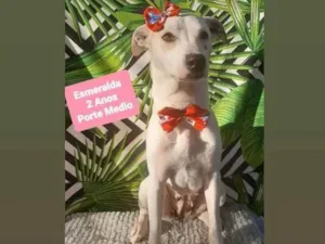 Cachorro raça Srd idade 2 anos nome Esmeralda 