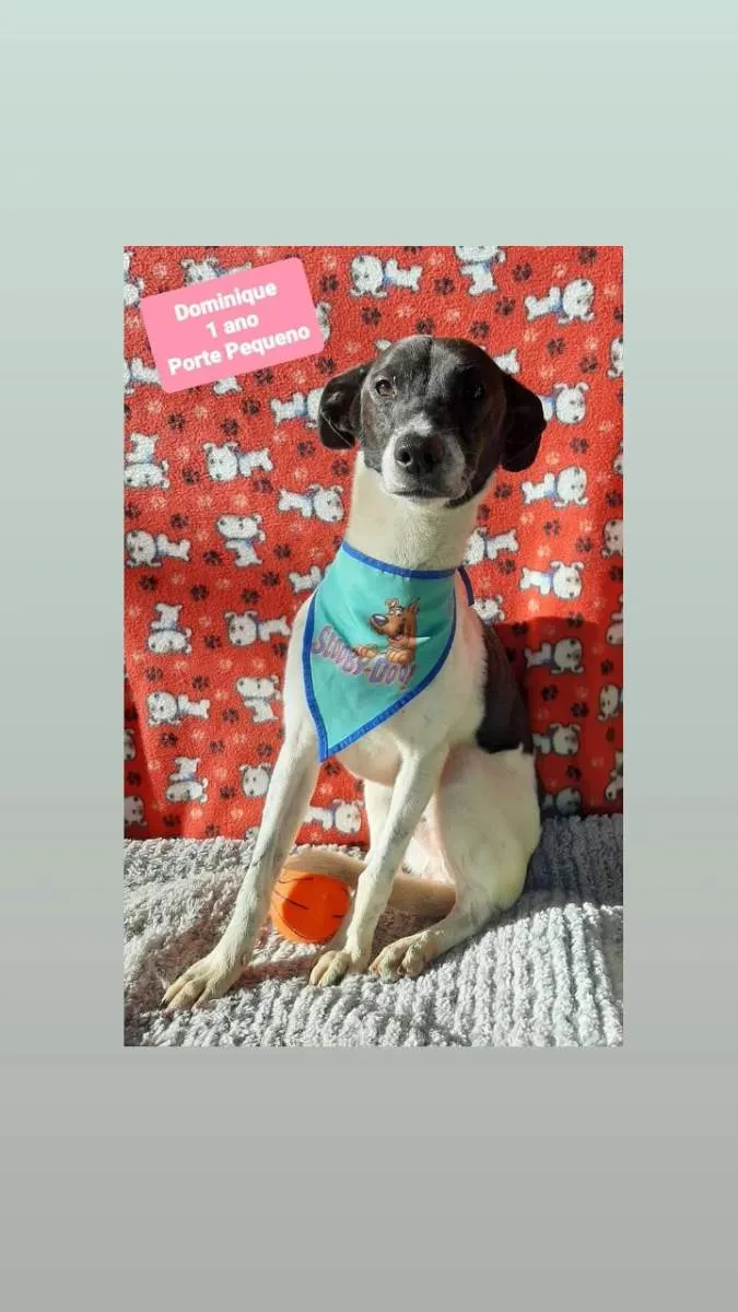 Cachorro raça Srd idade 1 ano nome Dominique 