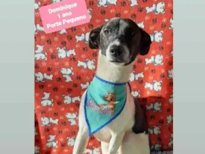 Cachorro raça Srd idade 1 ano nome Dominique 