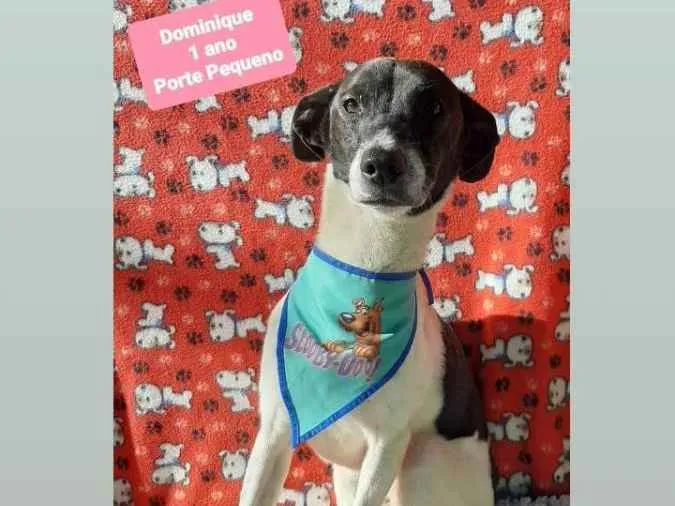 Cachorro raça Srd idade 1 ano nome Dominique 