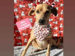 Cachorro raça Srd idade 6 ou mais anos nome Nina 