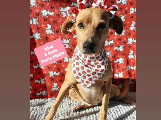 Cachorro raça Srd idade 6 ou mais anos nome Nina 