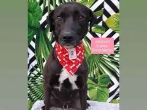 Cachorro raça Srd idade 3 anos nome Sanssao 