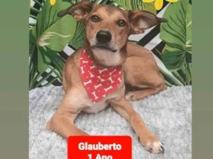 Cachorro raça Srd idade 1 ano nome Glauberto 