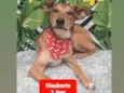 Cachorro raça Srd idade 1 ano nome Glauberto 