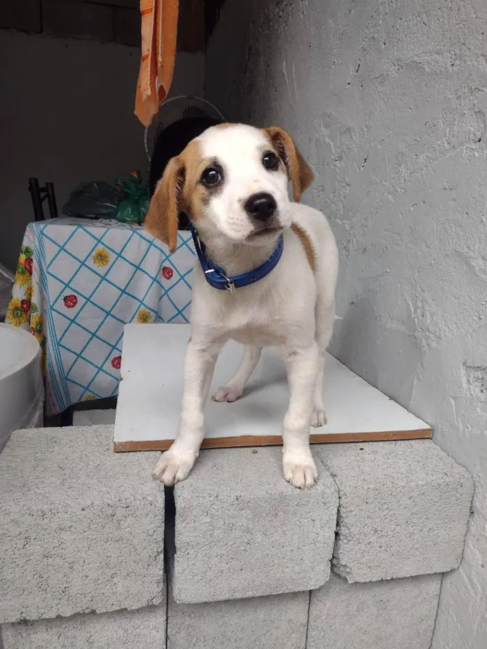 Cachorro ra a SRD idade 2 a 6 meses nome Totó 