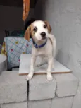 Totó