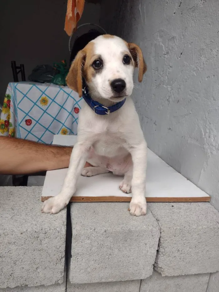 Cachorro ra a SRD idade 2 a 6 meses nome Totó 